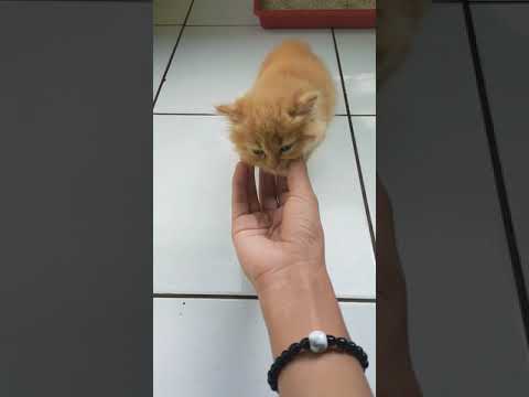 this is rivan's favorite cat, the cat's name is popo. rivan's cat is really cute😍😍😍