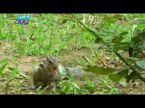 ঢাকায় কমেছে বায়ু দূষণ, জেগে উঠেছে সবুজ পাতারা  || ETV News