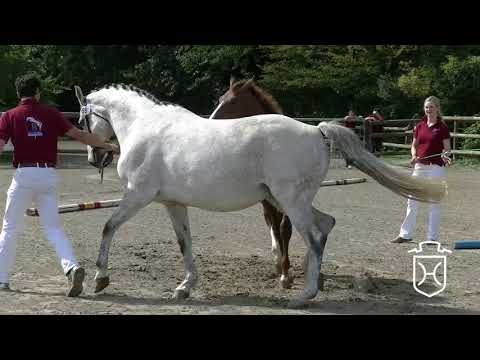 RD059 Hengstfohlen von Action Breaker   Clarimo   Calido I