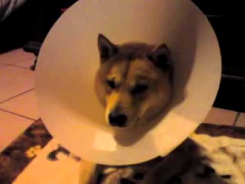 苦瓜皮蛋結紮傳～(原發表者:皮蛋哥)(醫療保健)