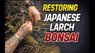 Japanese Larch Bonsai Restoration: Pruning, Wiring & Structure