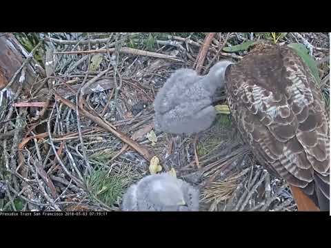 Presidio Red-Tailed Hawk Cam - Chick #2 Steals Bird. Breakfast Commences 5/3/18