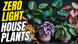15 Stunning Houseplants That Thrive in Zero Sunlight