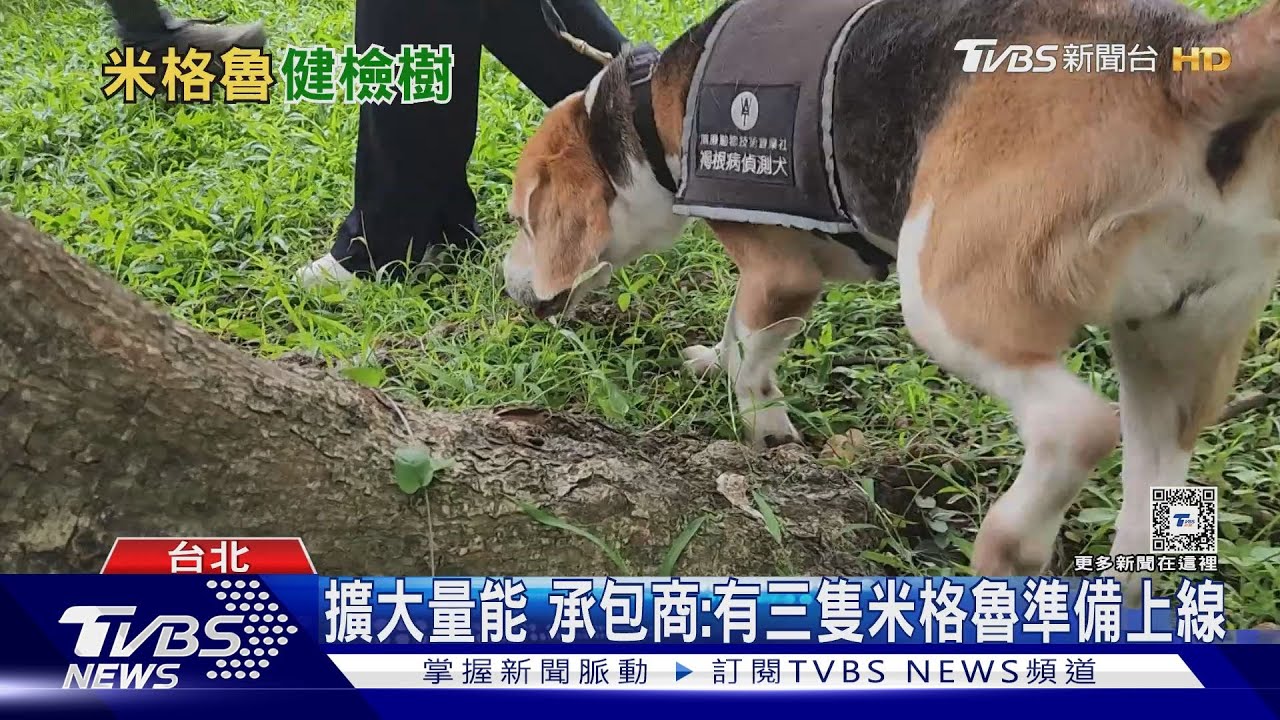 褐根病怎麼找?偵測犬靠嗅覺判斷