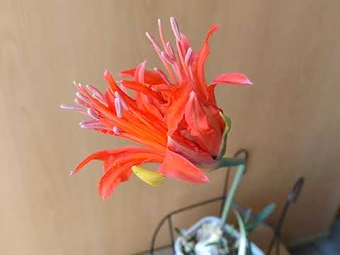 園芸 ガーンジーリリー、ネリネ