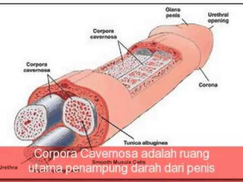 Bagaimana memasang kondom pada penis kecil besar Perilaku gadis-gadis setelah patogen kuda