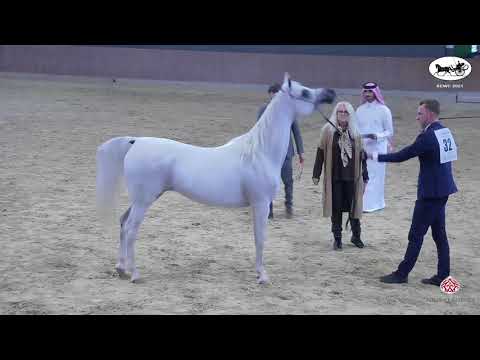 N 32 LABIBAH AA   Straight Egyptian World Championship 2021