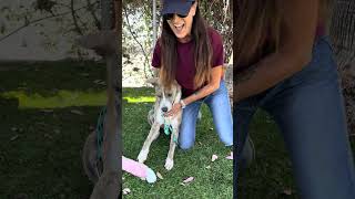 Video preview image #1 Mutt Puppy For Sale in Pasadena, CA, USA