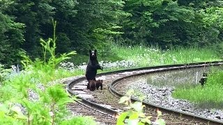 preview picture of video 'BEARS! CN 2237 near Rathburn (06JUL2014)'