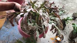 Christmas cactus||Schlumbergera|| Cactus plant||how to save dying plant /Christmas cactus||
