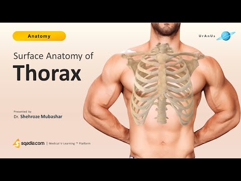 Surface Anatomy of Thorax | Chest Anatomy for Medical Students Learning