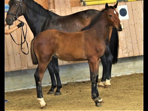 Elroy von Worrenberg, OS, Ermitage Kalone x Diarado, Hengst, geb. 15.3.2023