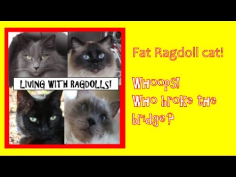 Fat Ragdoll Cat! Whoops! Who broke the bridge?!