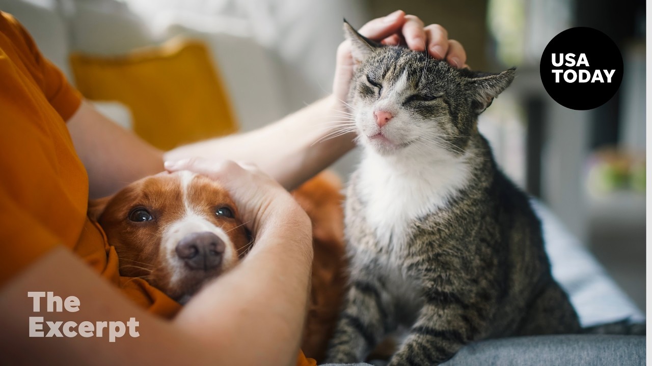 The rise of pet hospice means more choices, better goodbyes | The Excerpt