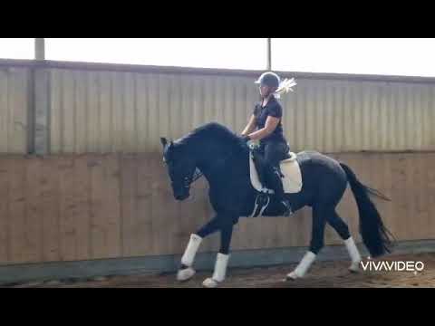 Wallach 4j Von Nechristo- Royal Classic