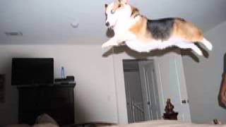 Cover art for Corgi song