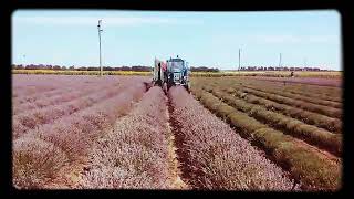 preview picture of video 'Agro Bio Farm -Lavender harvest 2017/ Косене на лавандула 2017'