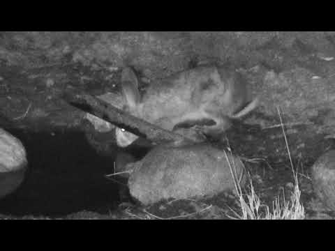 Djuma: Scrub Hare drinking - 18:19 - 06/26/18
