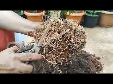 Pruning and Repotting of my mini chandani plant.... care tips
