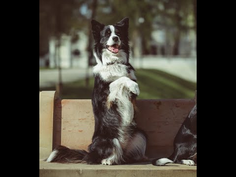 Sztuczka z psem nr 2 (suseł/poproś) #siedźwdomuchallange