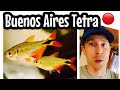 Buenos Aires Tetra Fish Care