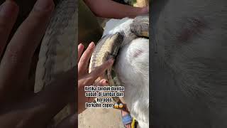 Download lagu Mantan domba petarung berakhir tua dengan tanduk copot 😱😨 #domba #goat #tandukdomba #dombagarut mp3 Download lagu Mantan domba petarung berakhir tua dengan tanduk copot 😱😨 #domba #goat #tandukdomba #dombagarut mp3