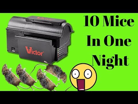 Best KILLER Mouse Trap Ever | Victor Multi Kill Electronic Mouse Trap (New Video)