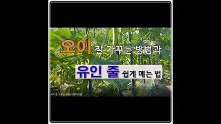오이 잘 가꾸는 방법과 유인 줄 쉽게 메는 법, #주말농장 도시텃밭 오이 가꾸기