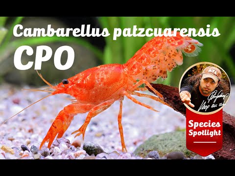 Cambarellus  patzcuarensis "orange"  CPO