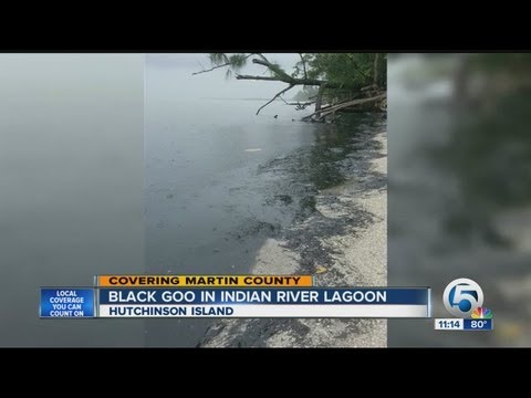 Black goo in Indian River Lagoon