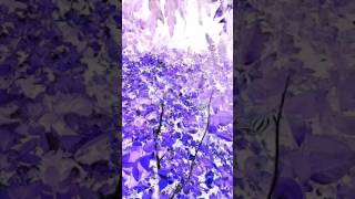 silent butterfly in purple wonderland