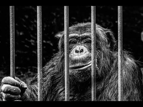 NirvGorilla aka Jitsi ViOP, Doug, Josh Anderson Hacker Cyberstalking Compilation Jan 29, 2023