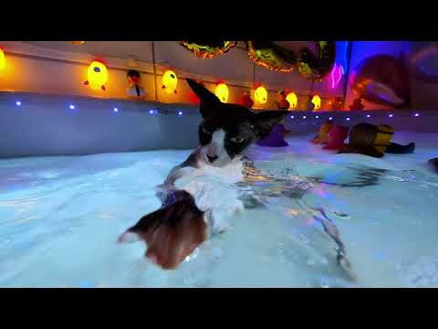 We’re ringing in the New Year with a blooper from Sunday’s bath! 😹🎈