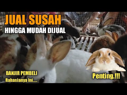 , title : 'Panduan Dasar Ternak Kelinci'