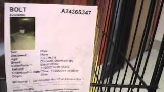 Morrison County Humane Society 2-4-15 Little Falls Mn animals for adoption