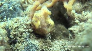 preview picture of video 'Critters @ Anilao - Flamboyant Cuttlefish & lots more'