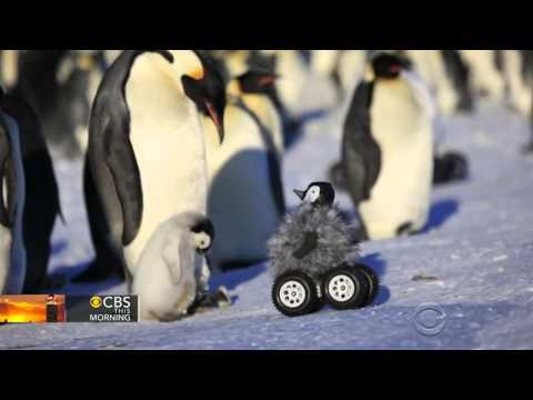 Penguin Robot Helps Researchers Get Close And Personal