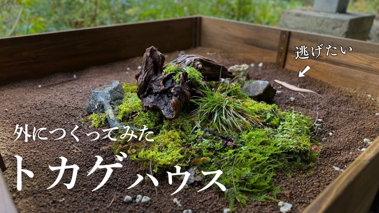 トカゲハウス作ったら、まさかの展開で笑えた