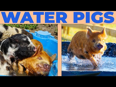 The Pigs Race through Water!