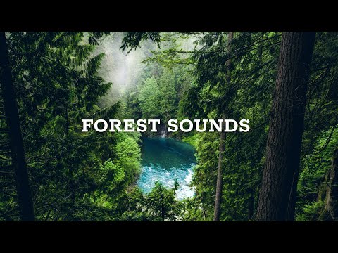 Forest Sounds - Relaxing Sound Of The Rainforest, The Chirping Birds (24 Hours)