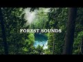 Forest Sounds - Relaxing Sound Of The Rainforest, The Chirping Birds (24 Hours)