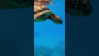 Download lagu Sound of a Turtle/Have U Heard Before#TurtleSound# mp3