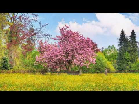 КАК ПРЕКРАСЕН ЭТОТ МИР! ПОСМОТРИ! HD 1080