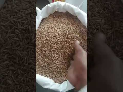 Organic khapli wheat