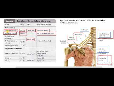 Pectoral region surface anatomy