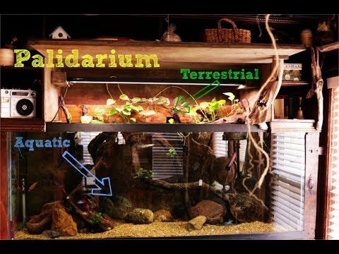 My Aquarium Is Turning Into A Palidarium