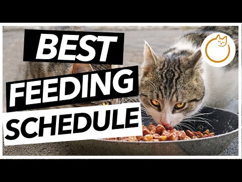 When Should You Feed Your Cat - BEST Feeding Schedule