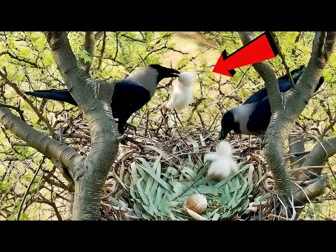 Crow took away the eagle's baby from the eagle's nest @beautyofnature4988