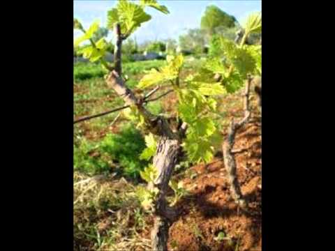 Ivan Povijač - Trsek