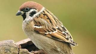 Download lagu Cukup 3 Menit Memancing Burung Gereja Agar Gacor dan Ngeplong mp3